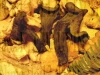 Filename=Trompettes_des_mors_sur_lit_de_pieds_de_mouton.JPG
Filesize=172KB
Dimensions=480x360
Date added=Oct 19, 2008 Trompettes_des_mors_sur_lit_de_pieds_de_mouton.JPG