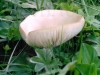 champi_0_04.JPG