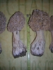 morilles0_02.jpg