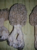 morilles0_04.jpg