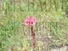 DSC00189.JPG