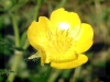 bouton_d_or_.jpg