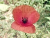 coquelicot02_[800x600].jpg