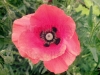 coquelicot_[800x600].jpg