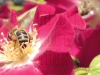eglantier_abeille_[800x600].jpg
