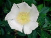 fleur_d_glantier_[800x600].jpg