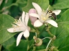 fleur_de_citronnier_4_saisons_[800x600].jpg