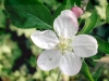 fleur_de_pommier_[800x600].jpg