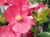 Filename=fleurs.JPG
Filesize=150KB
Dimensions=480x360
Date added=Oct 19, 2008 fleurs.JPG