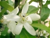 fleurs_dorang_[800x600].jpg