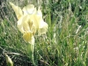 Filename=Iris_sauvage_jaune0_01_03-24-2008.jpg
Filesize=210KB
Dimensions=480x360
Date added=Mar 24, 2008 Iris_sauvage_jaune0_01_03-24-2008.jpg