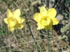 Filename=Jonquilles_sauvages_0_01_03-24-2008.jpg
Filesize=165KB
Dimensions=480x360
Date added=Mar 24, 2008 Jonquilles_sauvages_0_01_03-24-2008.jpg