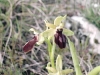 Filename=Orchidee_sauvage_0_04_03-24-2008.jpg
Filesize=156KB
Dimensions=480x360
Date added=Mar 24, 2008 Orchidee_sauvage_0_04_03-24-2008.jpg