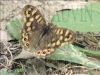 Papillon_tircis_.jpg