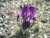 Filename=iris_sauvage_mauve_0_01_03-24-2008.jpg
Filesize=244KB
Dimensions=480x360
Date added=Mar 24, 2008 iris_sauvage_mauve_0_01_03-24-2008.jpg