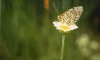 papillon_sur_marguerite_[800x600].JPG