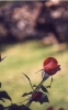 rose_rouge_01_[800x600].JPG