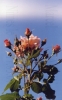 rosier_01_[800x600].JPG
