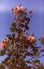 rosier_02_[800x600].JPG