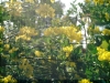 Filename=trefle_au_lion_800x60.jpg
Filesize=433KB
Dimensions=800x600
Date added=Aug 01, 2007 trefle_au_lion_800x60.jpg