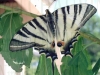 Filename=Machaon_Gd_porte_queue0_05.JPG
Filesize=160KB
Dimensions=480x360
Date added=Oct 19, 2008 Machaon_Gd_porte_queue0_05.JPG