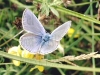 Papillon_bleu[800x600].JPG