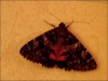 Papillon_de_nuit.jpg