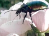 Scarab0_03.JPG