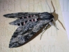 Filename=Sphinx_du_liseron0_05.JPG
Filesize=134KB
Dimensions=480x360
Date added=Oct 19, 2008 Sphinx_du_liseron0_05.JPG
