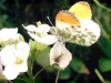 fleur_et_papillon[800x600]_(2).jpg