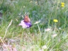 flors_et_papillons~1.jpg