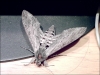 le_sphinx_du_liseron_03.jpg