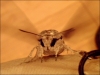 sphinx_du_liseron_001.jpg