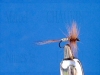 araigne_a_corp_ray5.jpg