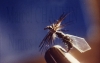 mouche__collection01.jpg