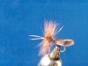 mouche_de_collection_sedge1.jpg