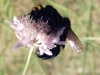 Filename=Frelon_sur_fleur.jpg
Filesize=270KB
Dimensions=800x600
Date added=Jul 17, 2007 Frelon_sur_fleur.jpg