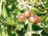 Fruits_de_la_salse_pareille_.jpg