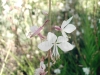 Gaura017.jpg