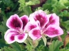 Pelargonium.jpg
