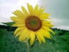 Filename=Tournesol.jpg
Filesize=308KB
Dimensions=800x600
Date added=Jul 17, 2007 Tournesol.jpg