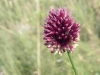 Filename=ail_sauvage.jpg
Filesize=280KB
Dimensions=800x600
Date added=Jul 17, 2007 ail_sauvage.jpg