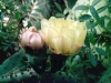 Filename=cactus01.jpg
Filesize=369KB
Dimensions=800x600
Date added=Jul 17, 2007 cactus01.jpg
