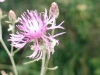 Filename=chardon.jpg
Filesize=297KB
Dimensions=800x600
Date added=Jul 17, 2007 chardon.jpg