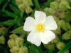 Filename=ciste.jpg
Filesize=281KB
Dimensions=800x600
Date added=Jul 17, 2007 ciste.jpg