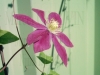 Filename=clematite02.jpg
Filesize=304KB
Dimensions=800x600
Date added=Jul 17, 2007 clematite02.jpg