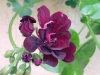 Filename=geranium.jpg
Filesize=309KB
Dimensions=800x600
Date added=Jul 17, 2007 geranium.jpg
