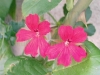 geranium_lierre.jpg