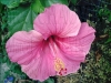 Filename=hibiscus03.jpg
Filesize=299KB
Dimensions=639x480
Date added=Aug 06, 2007 hibiscus03.jpg