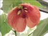 Filename=hibiscus_altéa03.jpg
Filesize=235KB
Dimensions=639x480
Date added=Aug 06, 2007 hibiscus_altéa03.jpg